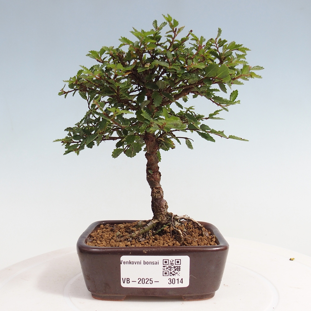 Bonsai im Freien - Ulmus parvifolia Sagei - Kleinblättrige Ulme
