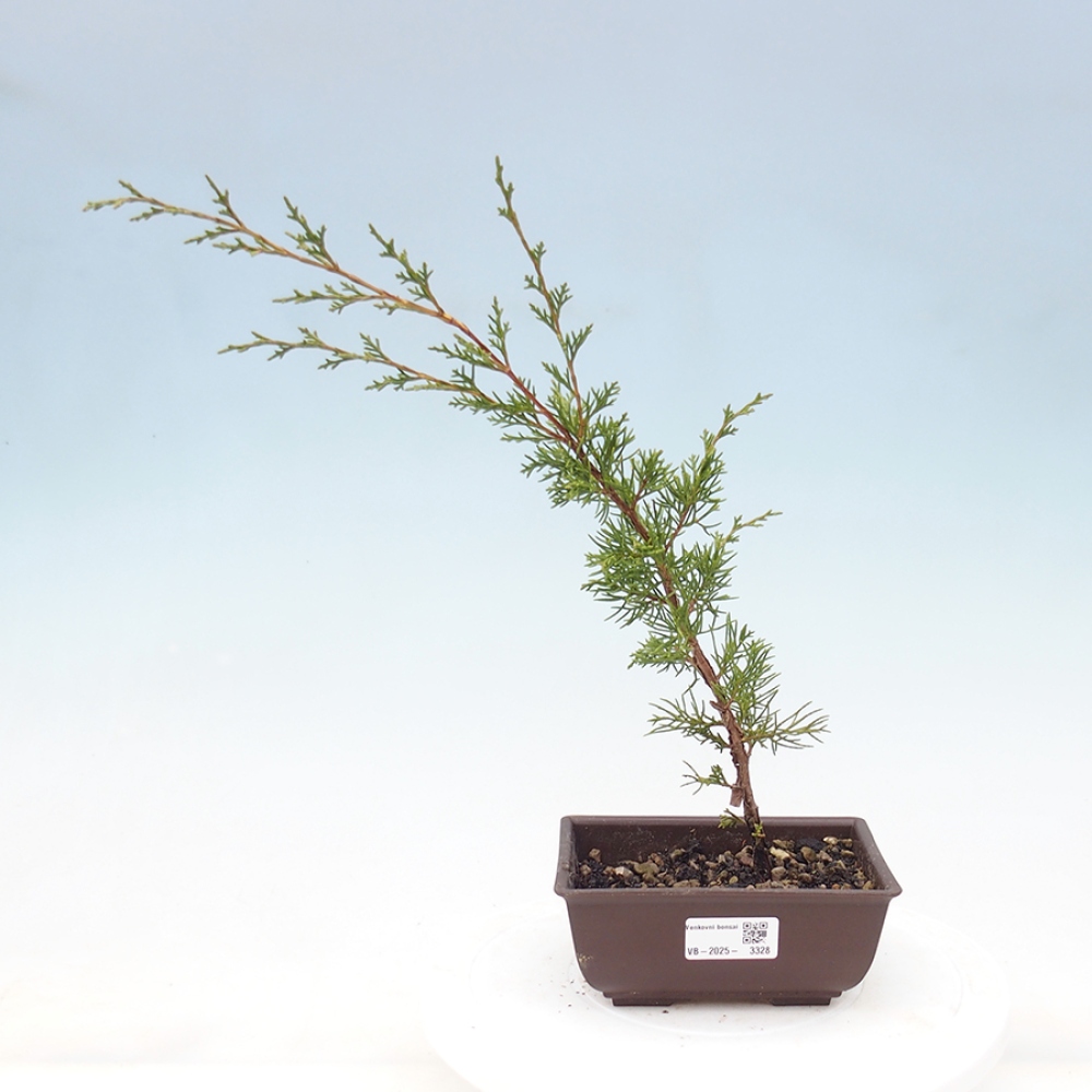 Outdoor bonsai - Juniperus chinensis Itoigawa - Chinese juniper