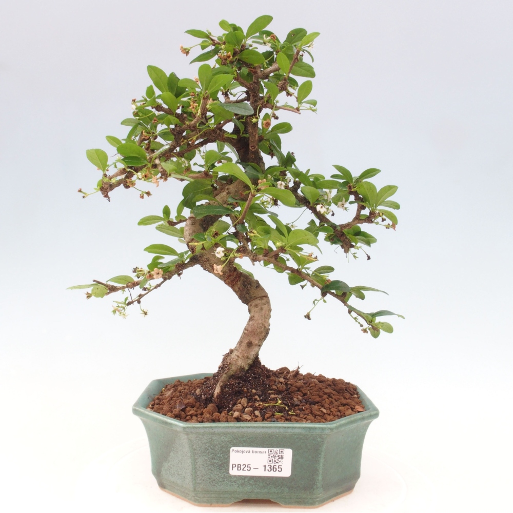 Zimmer Bonsai - Carmona macrophylla - Tea Fuki
