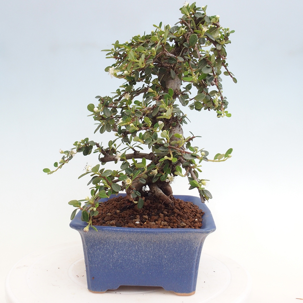Outdoor-Bonsai-Cotoneaster dammeri - Rock Damer