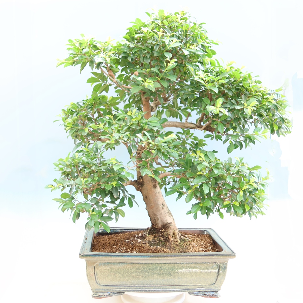 Zimmer Bonsai - Australische Kirsche - Eugenia uniflora