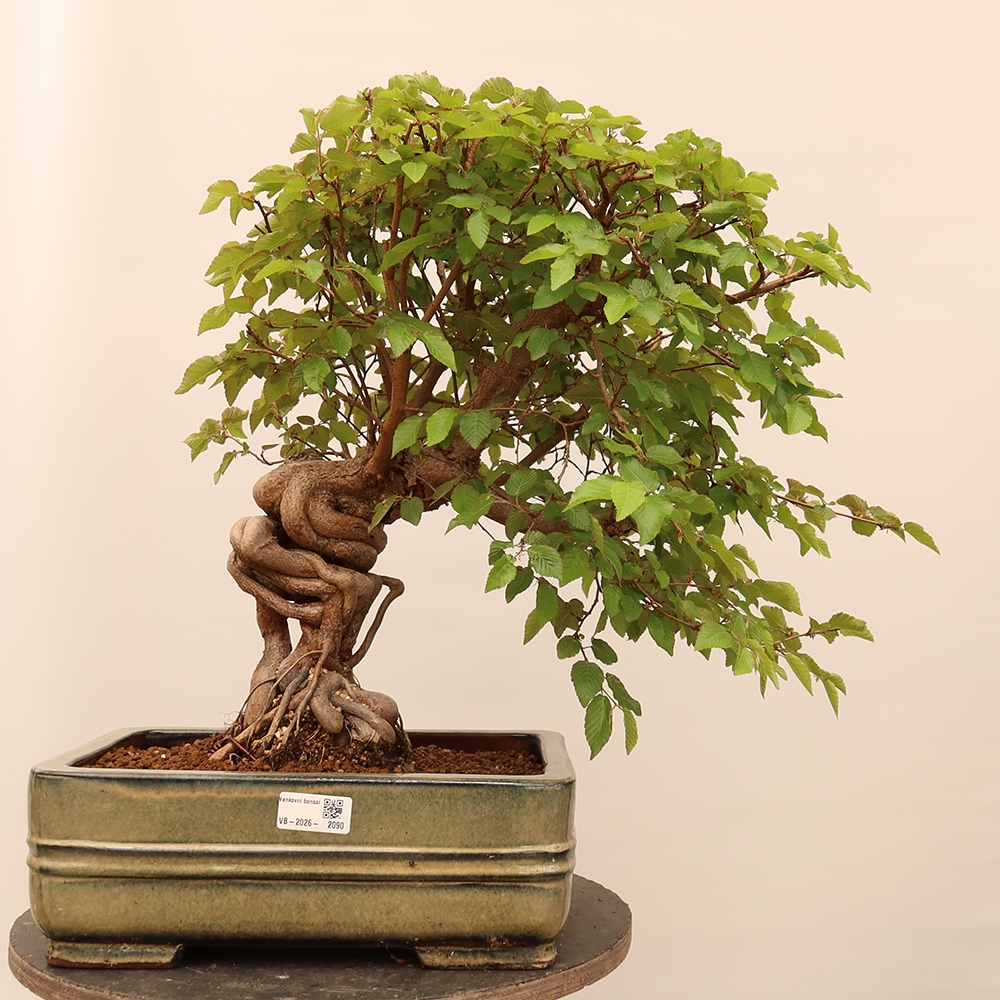 Bonsai im Freien - Carpinus Coreana - Koreanische Hainbuche