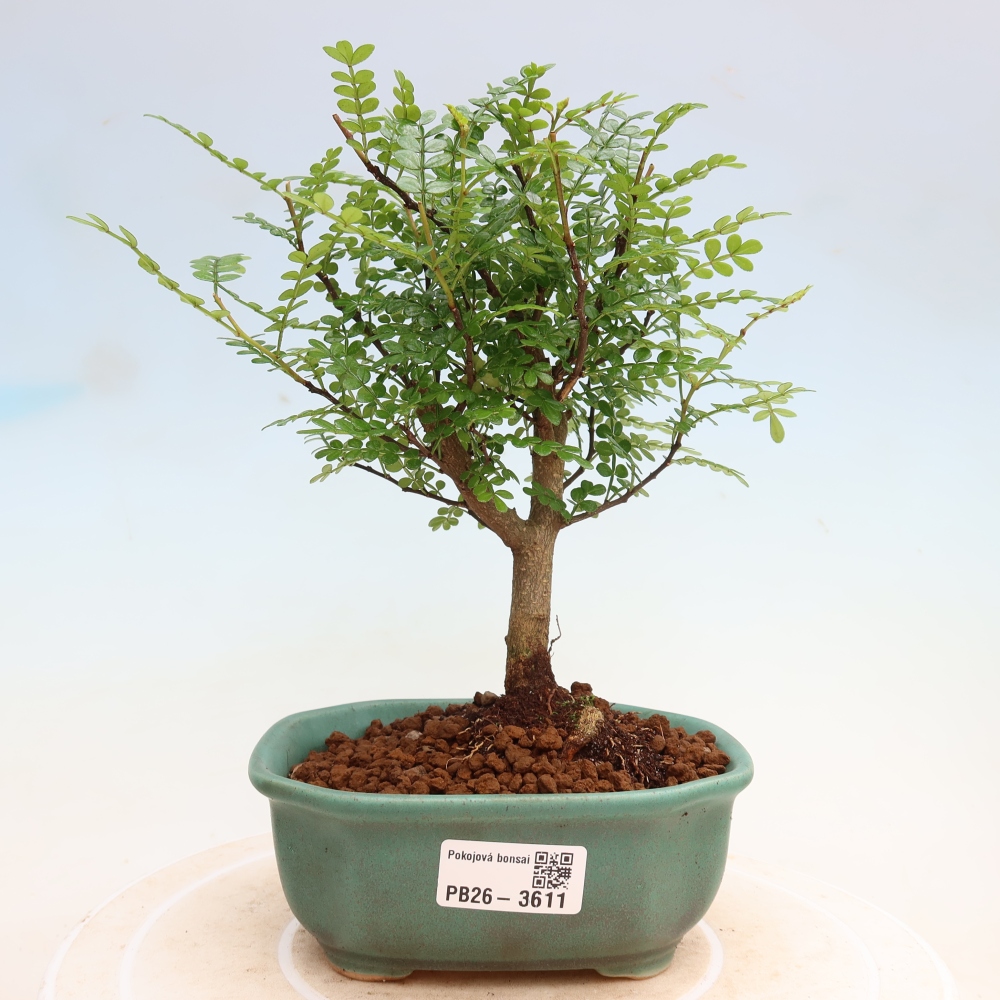 Zimmer Bonsai - Zantoxylum piperitum - Pfefferbaum