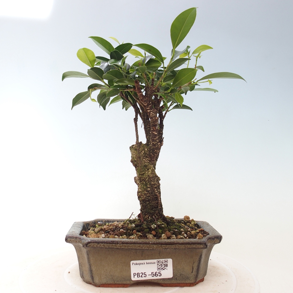 Zimmerbonsai - Ficus retusa - kleinblättriger Ficus