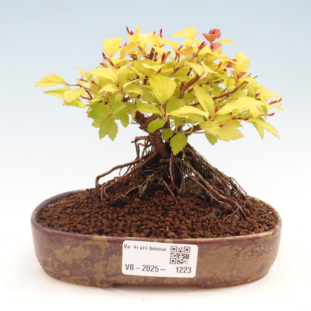 Bonsai im Freien - Spirae Aurea