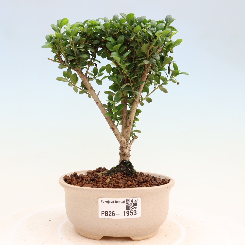 Zimmer Bonsai - Ilex crenata - Stechpalme
