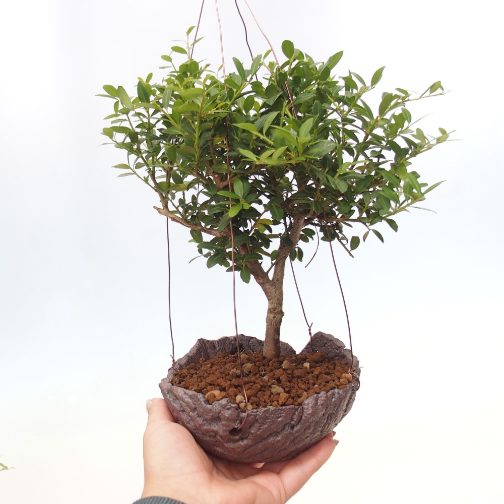 Kokedama aus Keramik - Ilex crenata - Holly