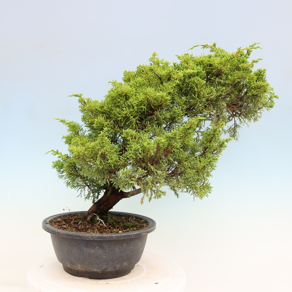 Bonsai für draußen - Juniperus chinensis Itoigawa-Juniperus chinensis