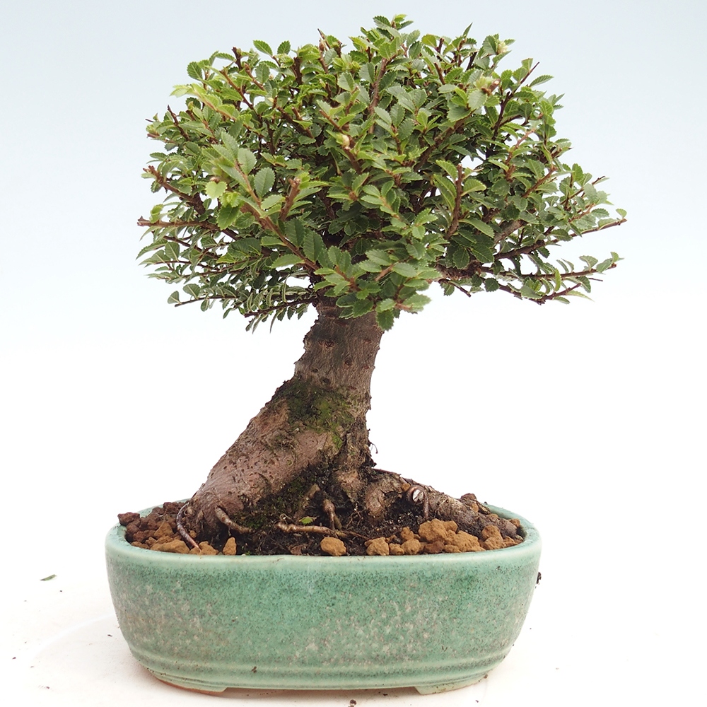 Bonsai im Freien - Ulmus parvifolia Hokkaido - Chinesische Ulme