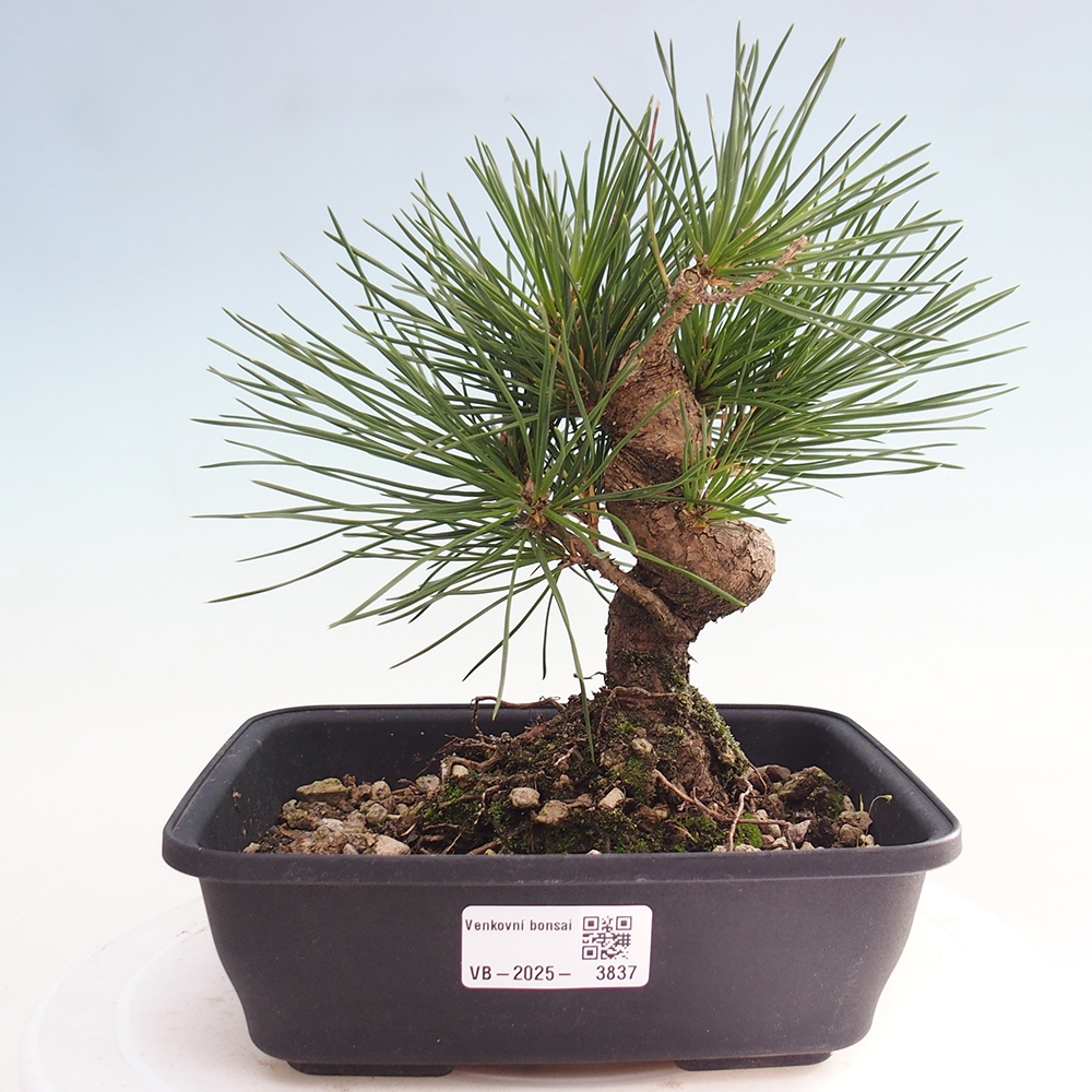 Bonsai für draußen - Pinus thunbergii - Thunberg-Kiefer