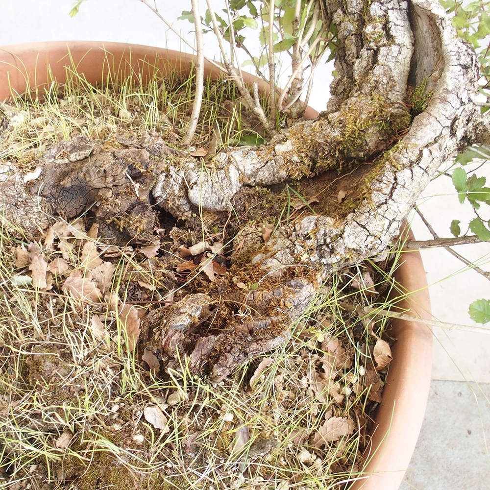 Freilandbonsai Quercus Cerris - Eiche Cer