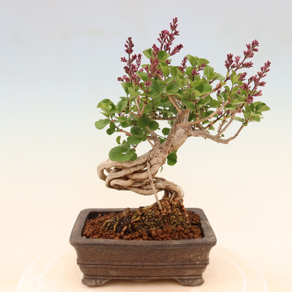 Bonsai für draußen - Syringa microphylla - Kleinblütiger Flieder