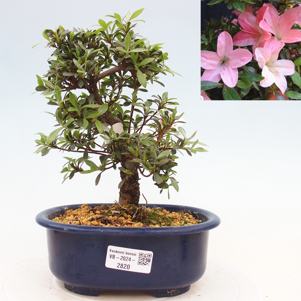 Bonsai im Freien - Japanische Azalee - Azalea Nikko