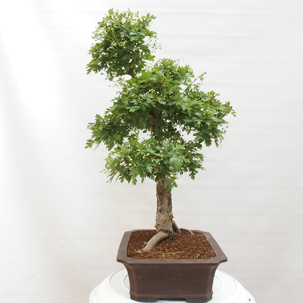 Bonsai im Freien - Weißdorn - Crataegus monogyna