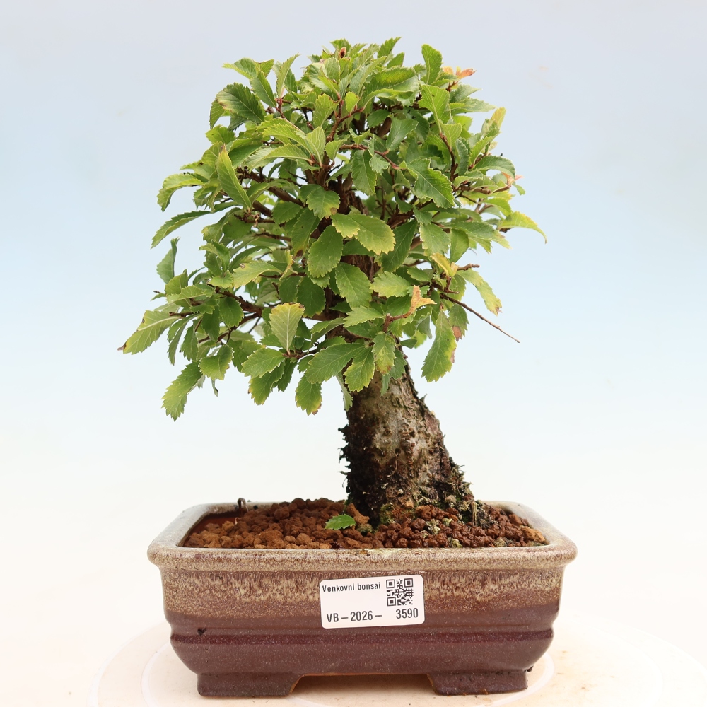 Bonsai für draußen - Zelkova - Zelkova NIRE
