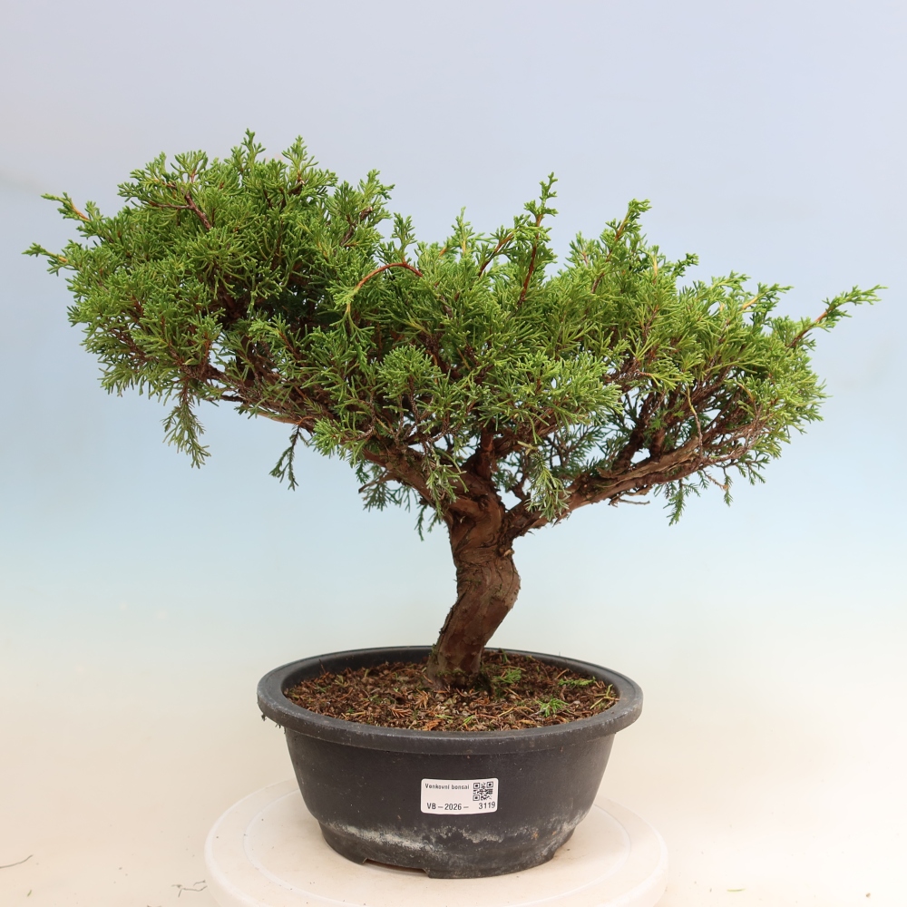 Bonsai für draußen - Juniperus chinensis Itoigawa-Juniperus chinensis