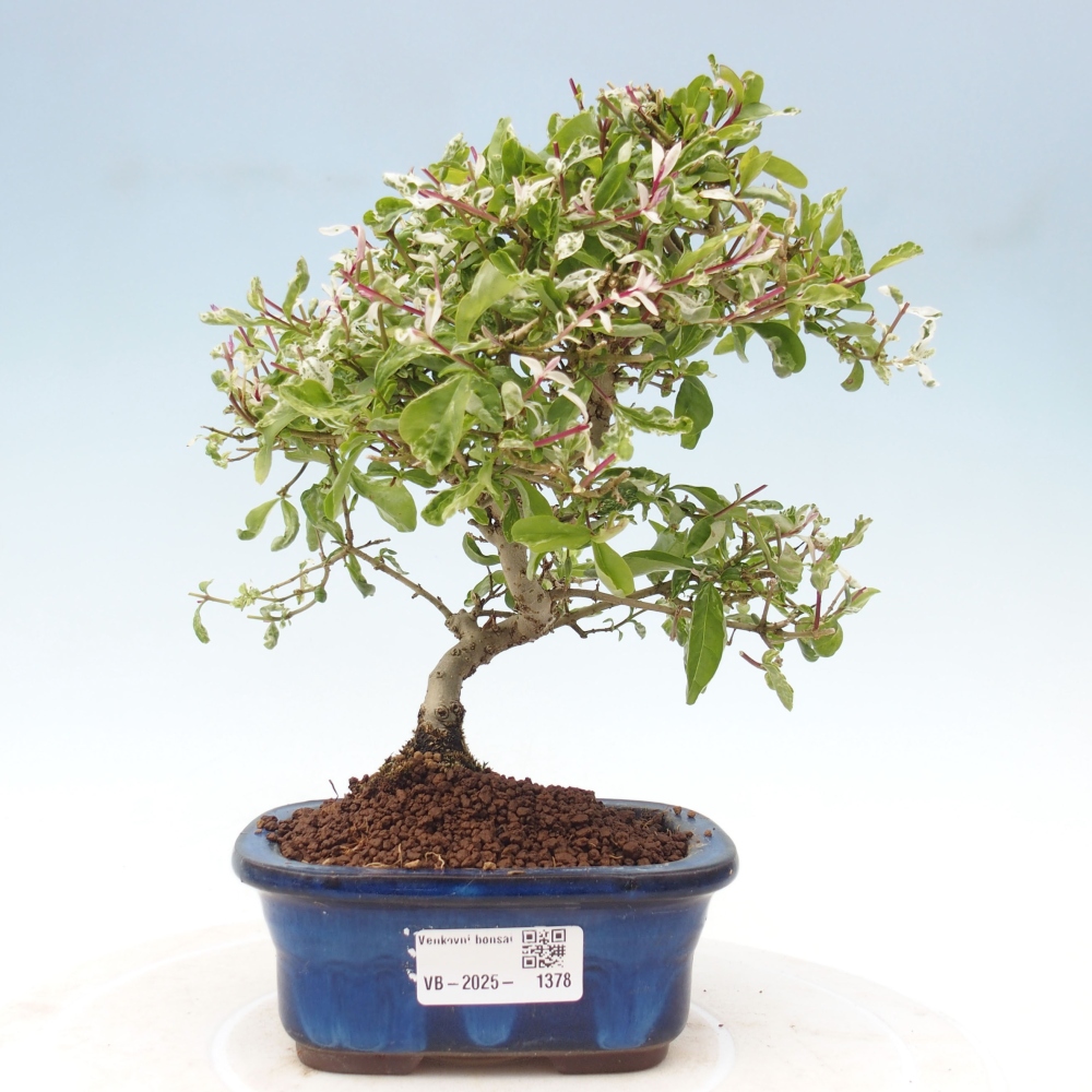 Freilandbonsai - Ligustrum obtusifolium - Stumpfblättriger Vogelschnabel