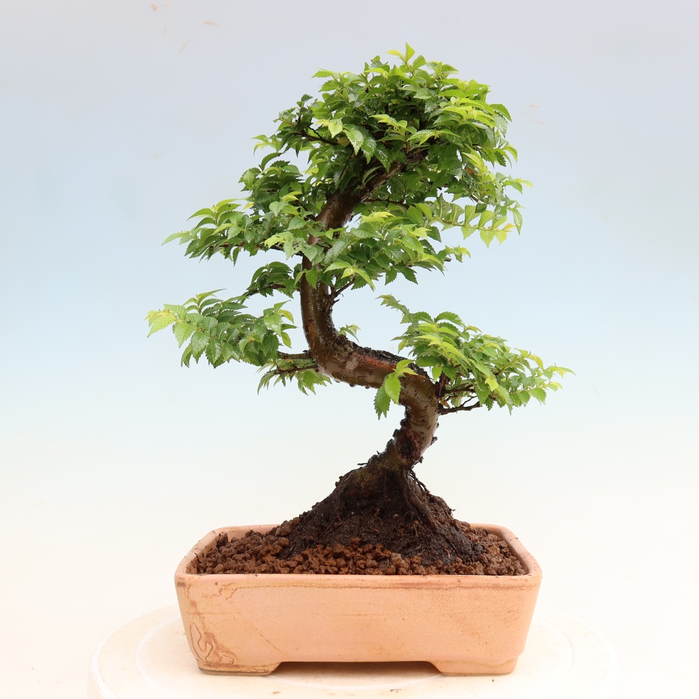 Bonsai für den Außenbereich – Ulmus Jacqueline Hillier – Pappelulme