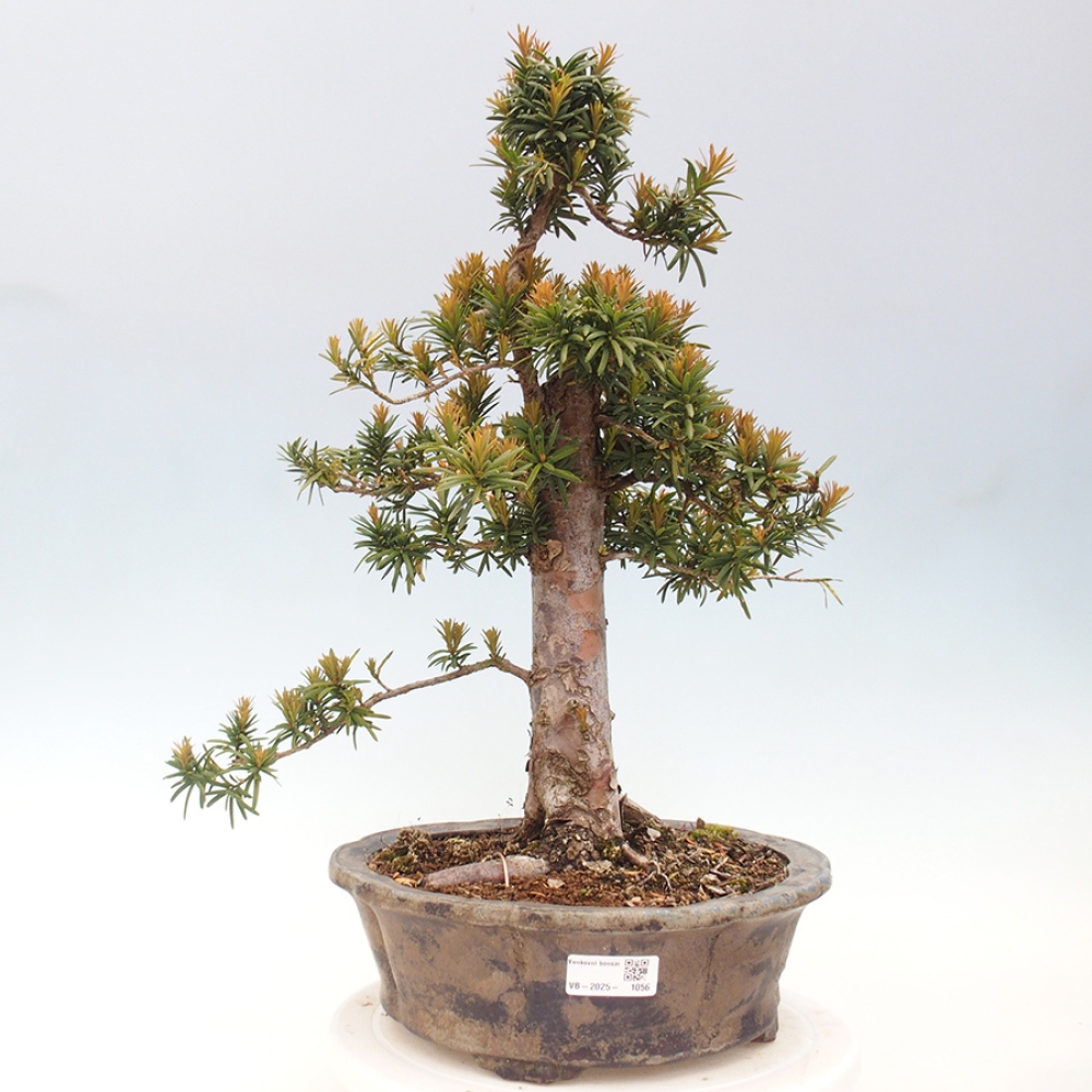 Bonsai im Freien - Taxus cuspidata - Japanische Eibe