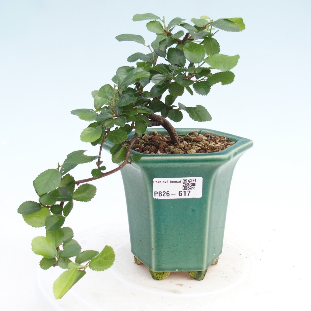 Zimmerbonsai - Grewia occidentalis - Lavendel Seestern