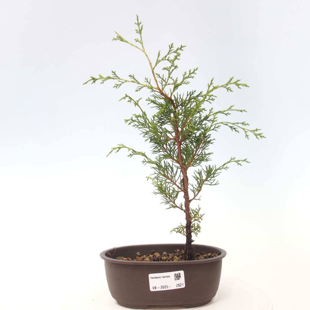 Outdoor bonsai - Juniperus chinensis Itoigawa - Chinese juniper