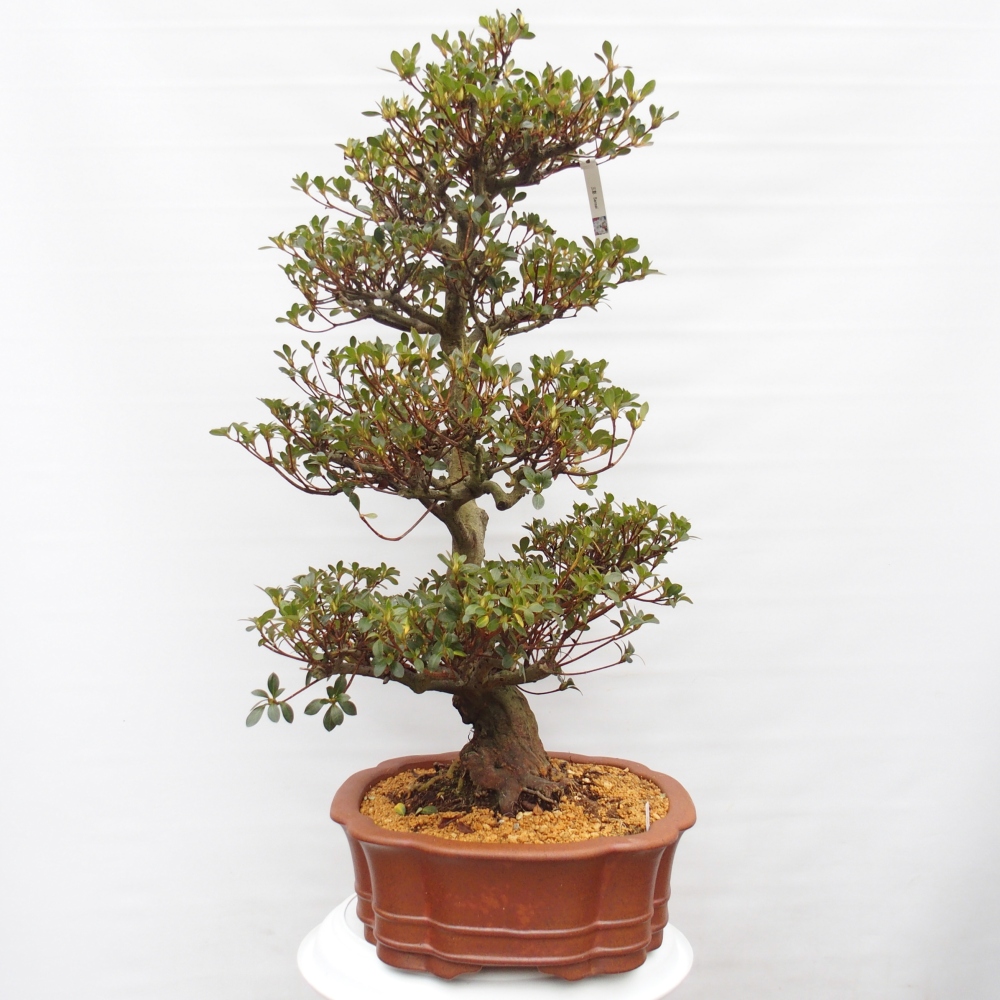 Bonsai für draußen - Japanische Azalee - Azalea Sansei