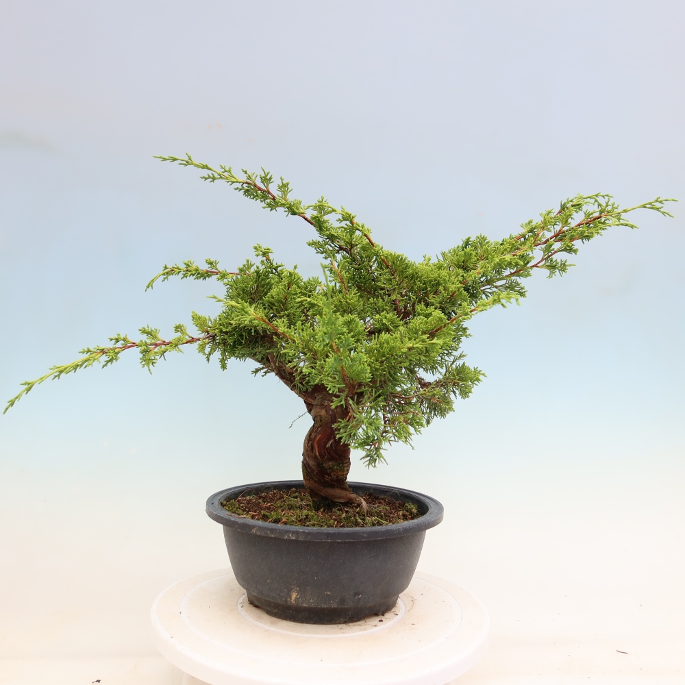 Bonsai für draußen - Juniperus chinensis Itoigawa-Juniperus chinensis
