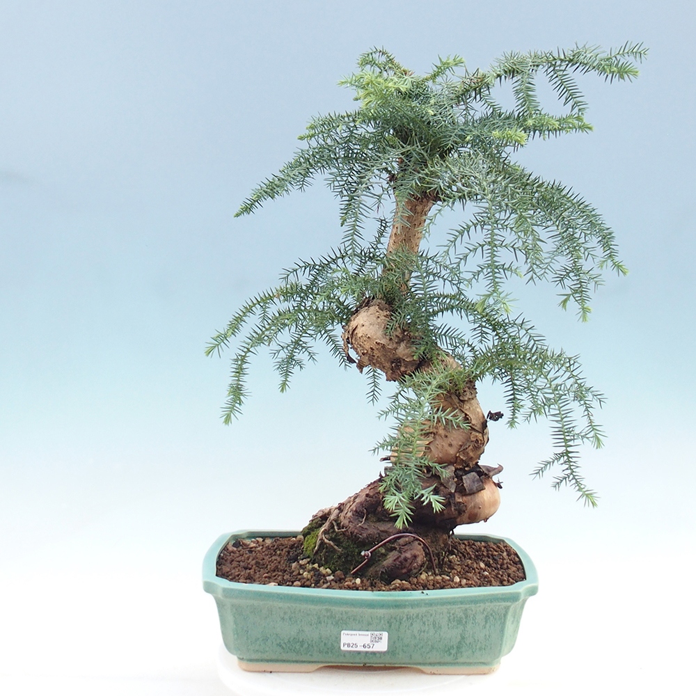 Zimmer Bonsai - Araukarie - Zimmer Fichte