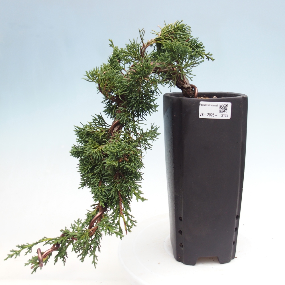 Bonsai im Freien - Juniperus chinensis Kishu - Chinesischer Wacholder