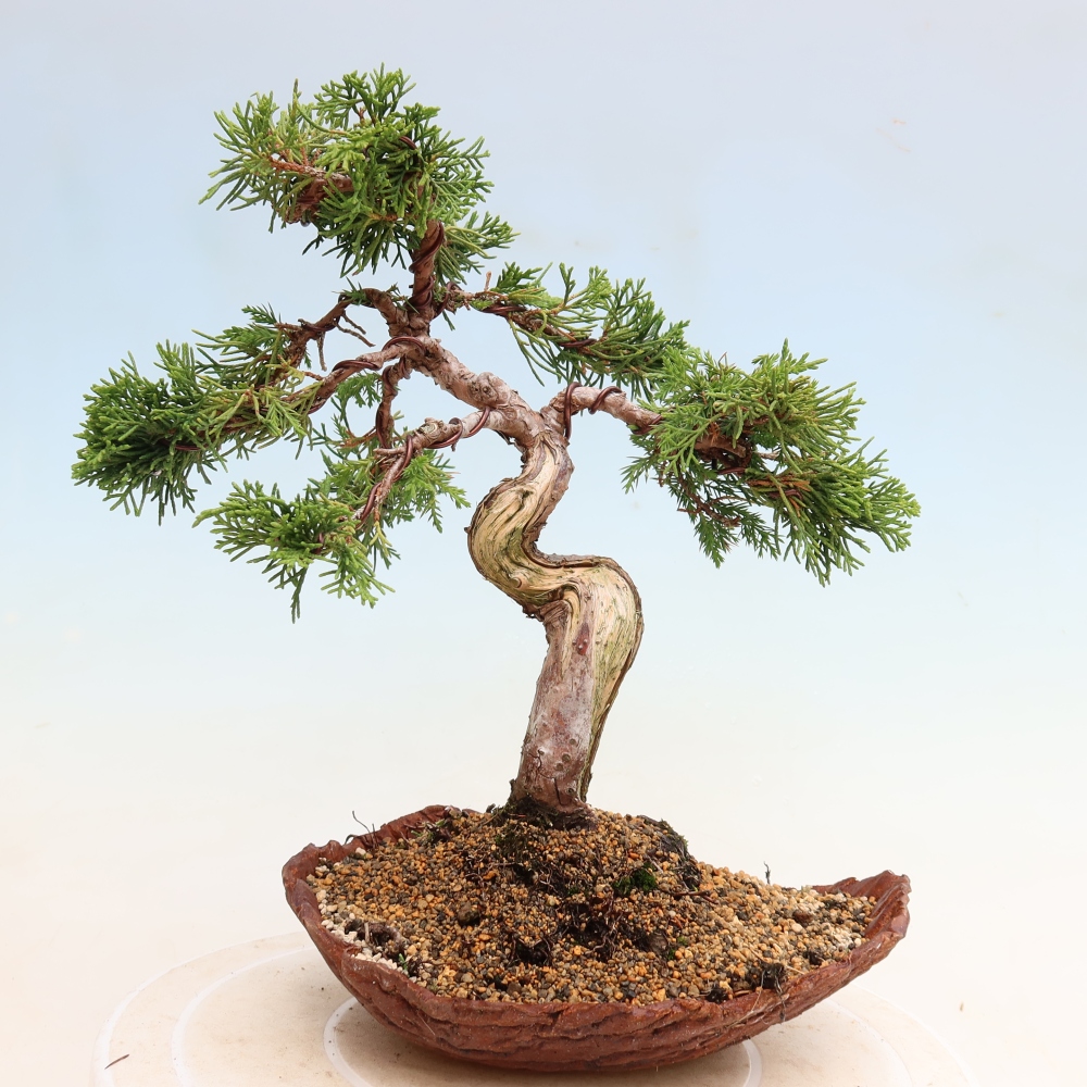 Bonsai für draußen - Juniperus chinensis Itoigawa-Juniperus chinensis