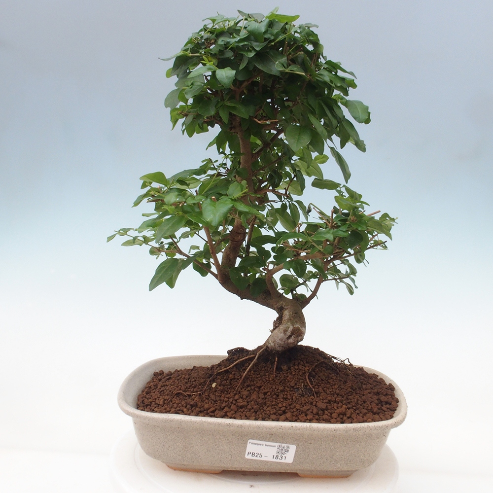 Zimmerbonsai -Ligustrum chinensis - Liguster