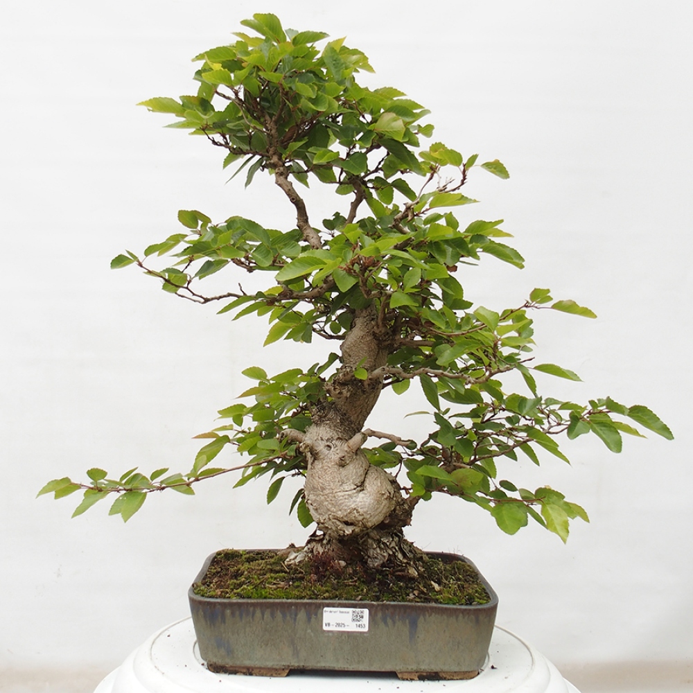 Bonsai im Freien -Carpinus CARPINOIDES - Koreanische Hainbuche