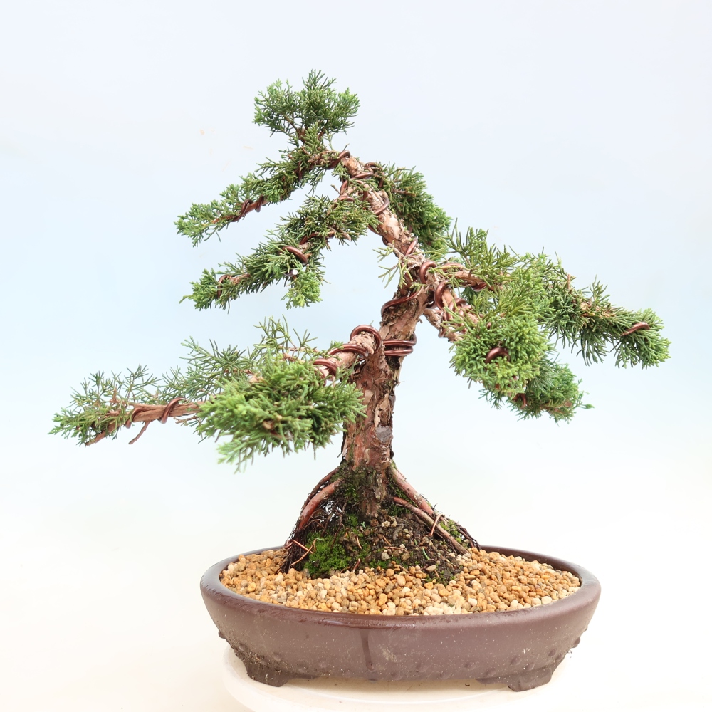 Bonsai für draußen - Juniperus chinensis Kishu