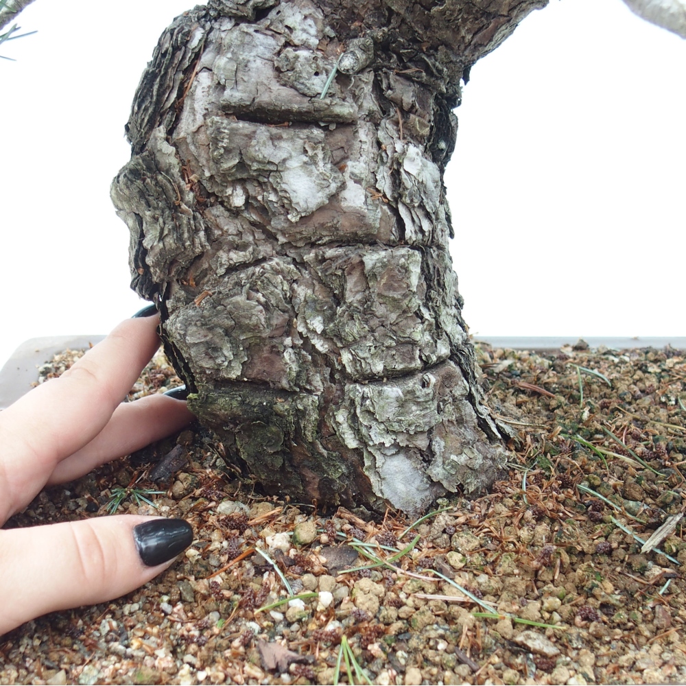 Bonsai im Freien - Pinus parviflora - kleine Kiefer