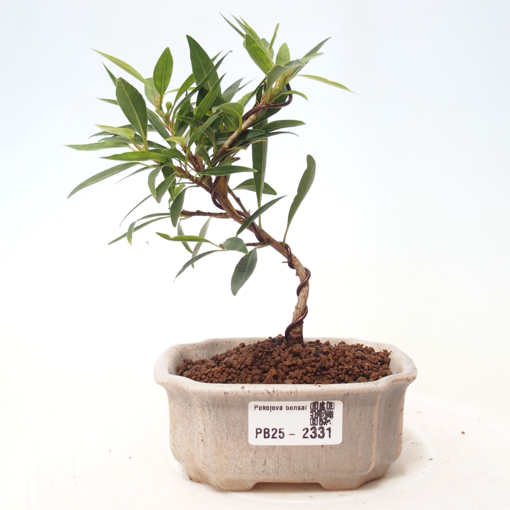 Zimmerbonsai - Ficus nerifolia - kleinblättriger Ficus