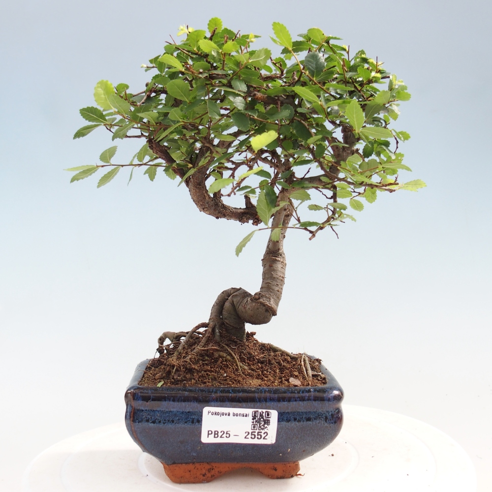 Indoor Bonsai - Ulmus parvifolia - Kleine Blattulme