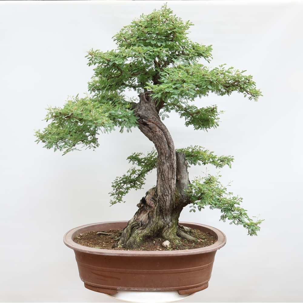 Zimmer Bonsai - Akazien Arabica
