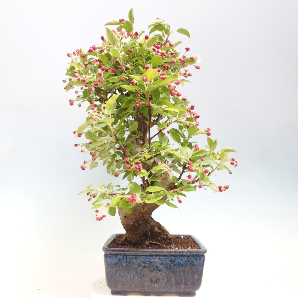 Outdoor-Bonsai -Malus halliana - Kleinfrüchtiger Apfelbaum