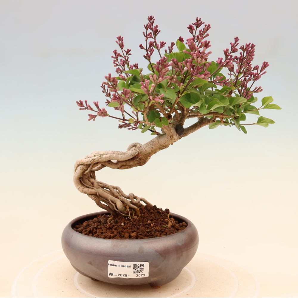 Bonsai für draußen - Syringa microphylla - Kleinblütiger Flieder