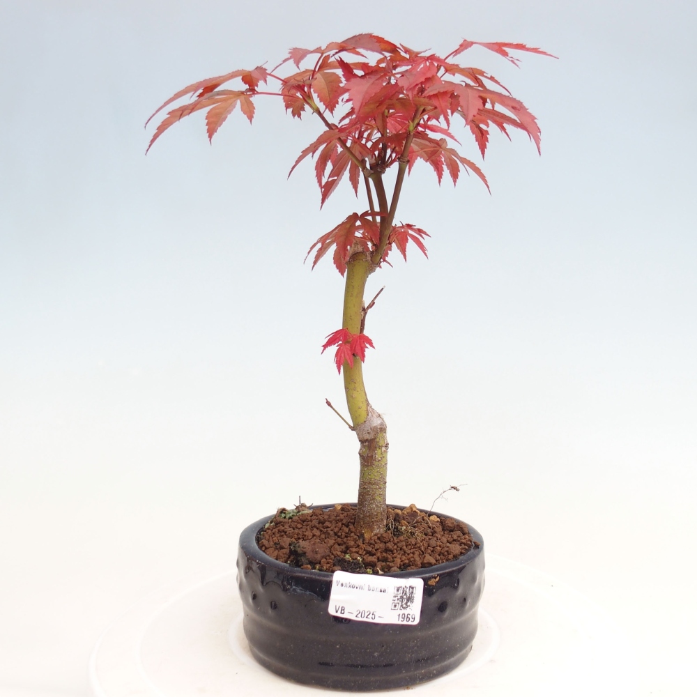 Bonsai im Freien - Acer-Palme. Atropurpureum-Palmenblatt-Ahorn