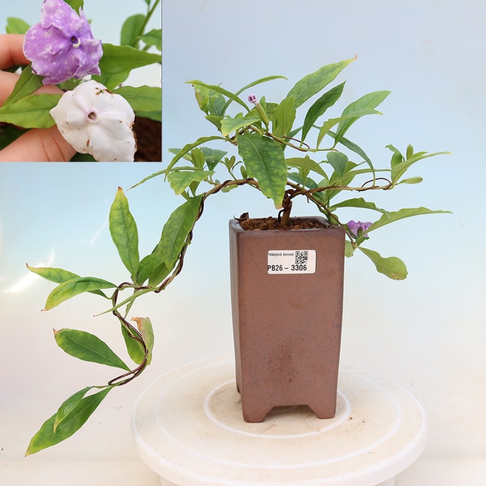 Zimmerbonsai – Costa-Jasmin – Brunfelsia