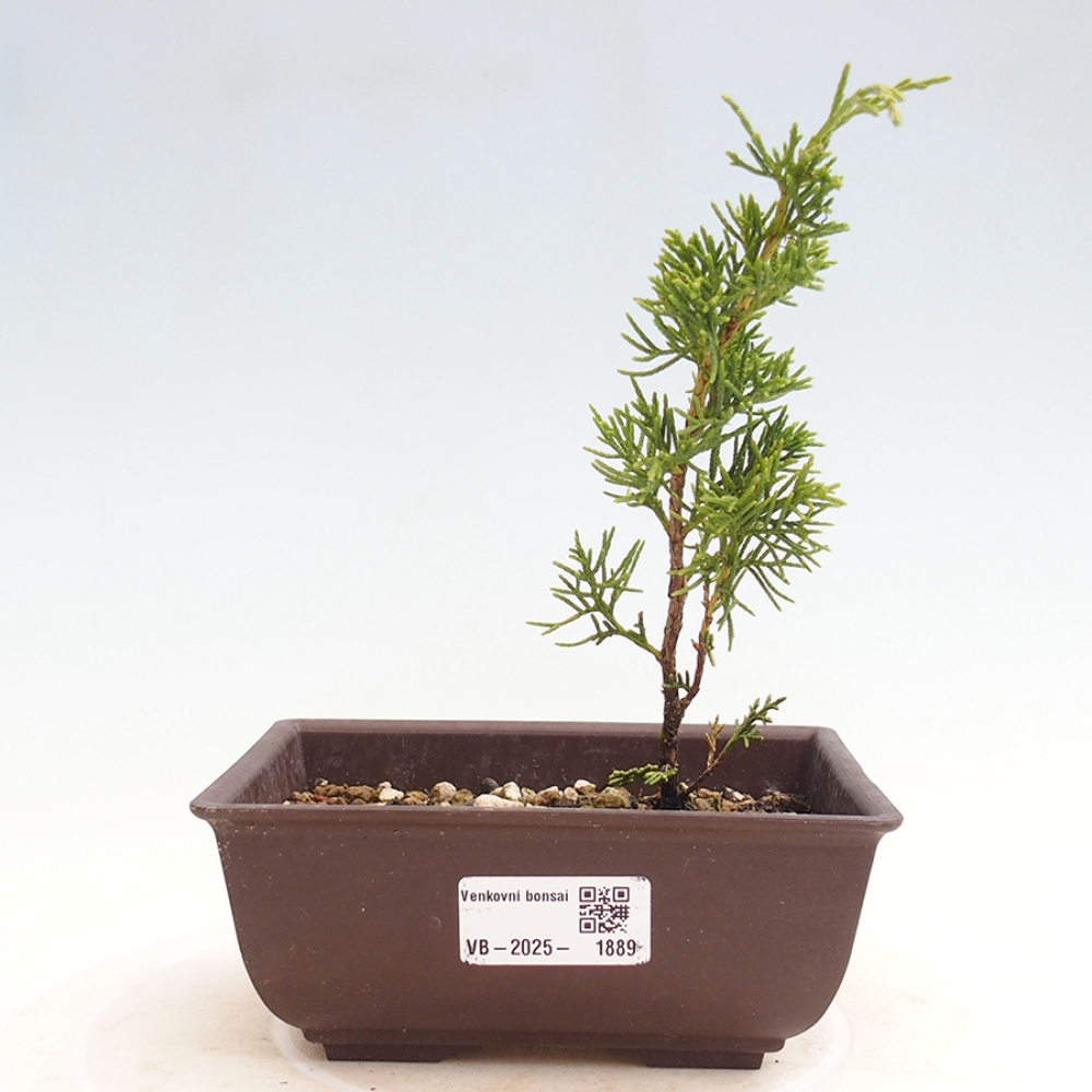 Outdoor bonsai - Juniperus chinensis Itoigawa - Chinese juniper