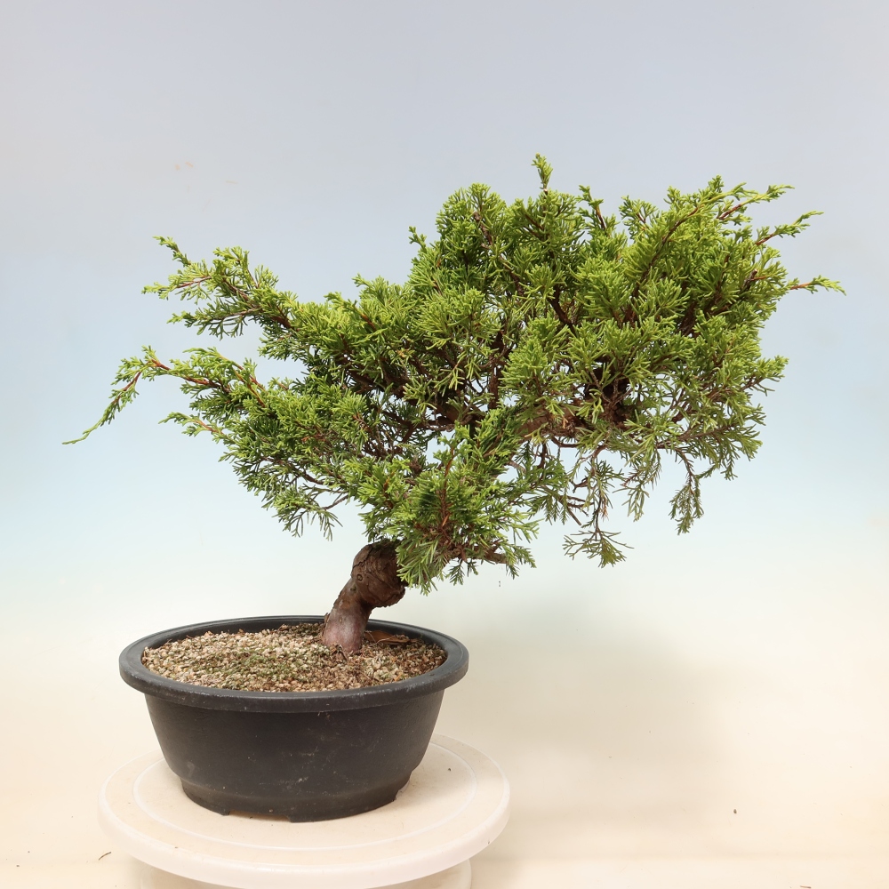 Bonsai für draußen - Juniperus chinensis Itoigawa-Juniperus chinensis