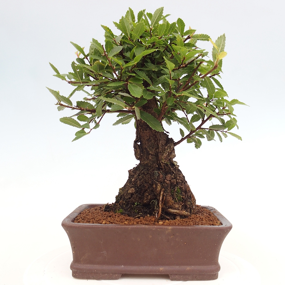 Bonsai im Freien - Zelkova - Zelkova serrata