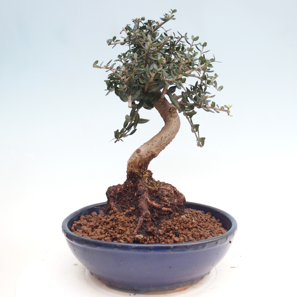 Zimmerbonsai - Olea europaea sylvestris