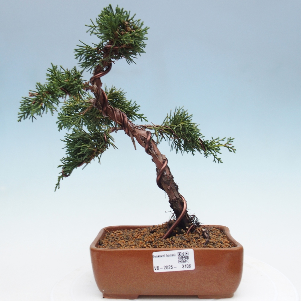 Bonsai im Freien - Juniperus chinensis Kishu - Chinesischer Wacholder