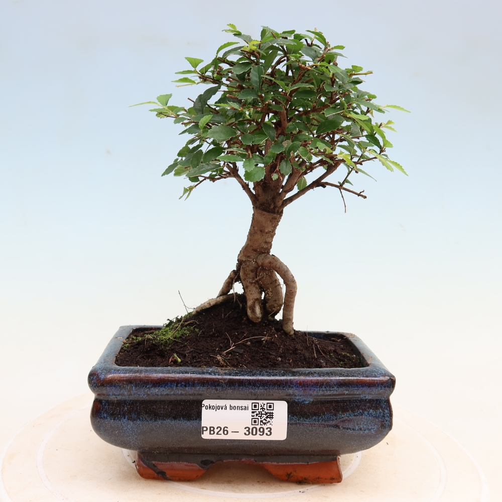 Zimmerbonsai - Ulmus parvifolia - Kleinblättrige Ulme