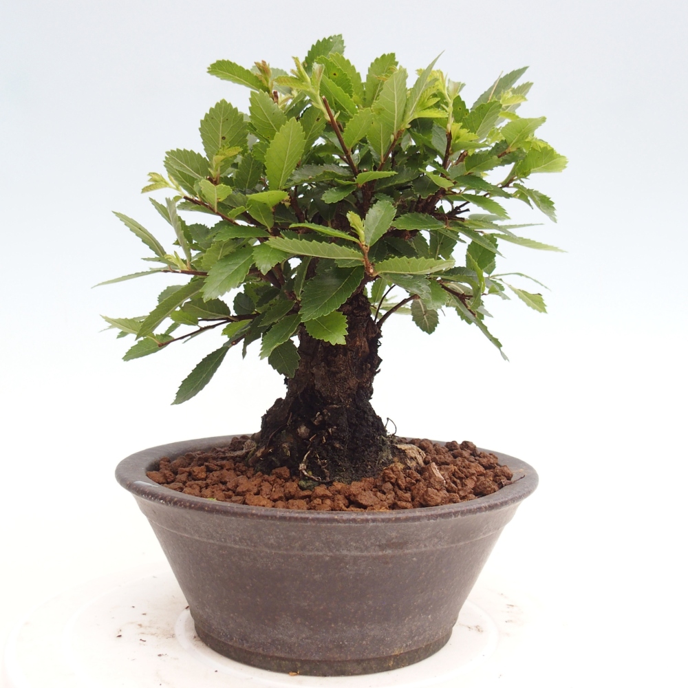 Bonsai im Freien - Zelkova - Zelkova NIRE