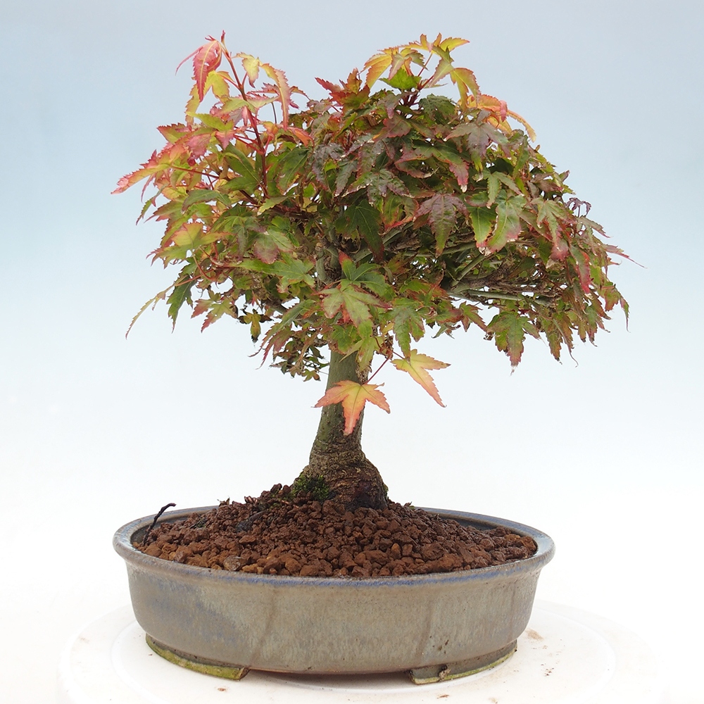 Acer palmatum KIOHIME - Palmetto-Ahorn