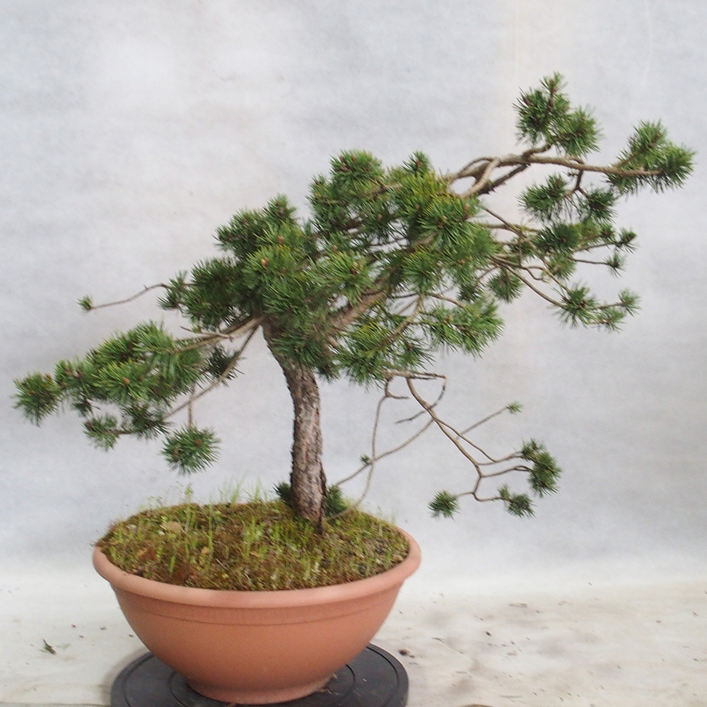 Yamadori - Pinus sylvestris 